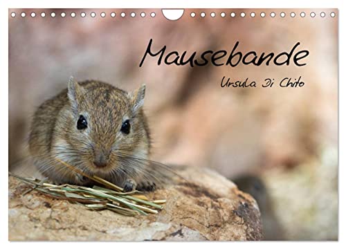 Mausebande (Wandkalender 2025 DIN A4 quer), CALVENDO Monatskalender von CALVENDO