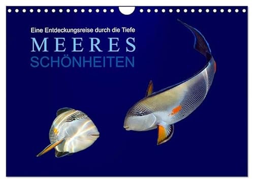 Meeres Schönheiten (Wandkalender 2026 DIN A4 quer), CALVENDO Monatskalender: Eine Entdeckungsreise durch die Tiefen des Meeres. Fotografien und Collagen von Tina Melz (CALVENDO Tiere) von Calvendo