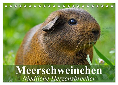 Meerschweinchen Niedliche Herzensbrecher (Tischkalender 2025 DIN A5 quer), CALVENDO Monatskalender von CALVENDO