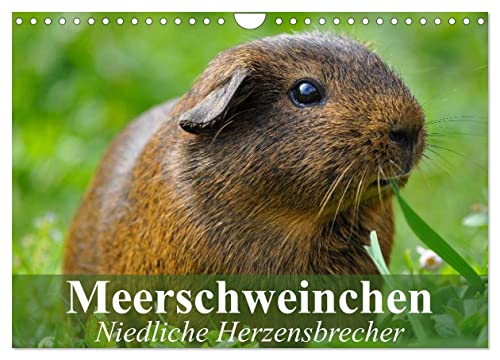 Meerschweinchen Niedliche Herzensbrecher (Wandkalender 2025 DIN A4 quer), CALVENDO Monatskalender von CALVENDO