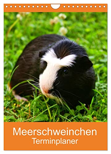 Meerschweinchen Terminplaner (Wandkalender 2025 DIN A4 hoch), CALVENDO Monatskalender von CALVENDO