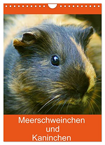 Meerschweinchen und Kaninchen Familienplaner (Wandkalender 2025 DIN A4 hoch), CALVENDO Monatskalender von CALVENDO