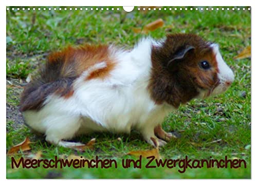 Meerschweinchen und Zwergkaninchen (Wandkalender 2026 DIN A3 quer), CALVENDO Monatskalender von CALVENDO