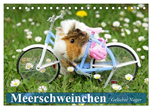 Meerschweinchen. Geliebte Nager (Tischkalender 2025 DIN A5 quer), CALVENDO Monatskalender von CALVENDO
