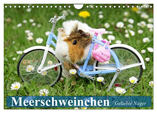 Meerschweinchen. Geliebte Nager (Wandkalender 2025 DIN A4 quer), CALVENDO Monatskalender von CALVENDO