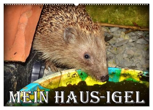 Mein Haus-Igel (Wandkalender 2025 DIN A2 quer), CALVENDO Monatskalender von CALVENDO