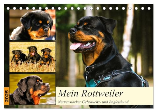 Mein Rottweiler. Nervenstarker Gebrauchs- und Begleithund (Tischkalender 2025 DIN A5 quer), CALVENDO Monatskalender von CALVENDO