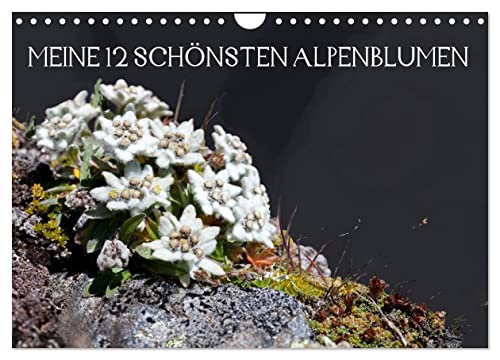Meine 12 schönsten Alpenblumen (Wandkalender 2025 DIN A4 quer), CALVENDO Monatskalender von CALVENDO