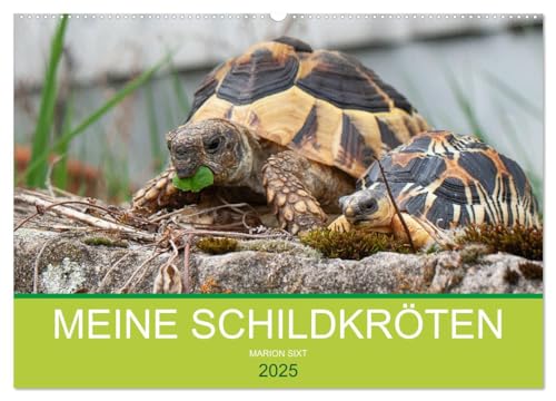 Meine Schildkröten (Wandkalender 2025 DIN A2 quer), CALVENDO Monatskalender von CALVENDO