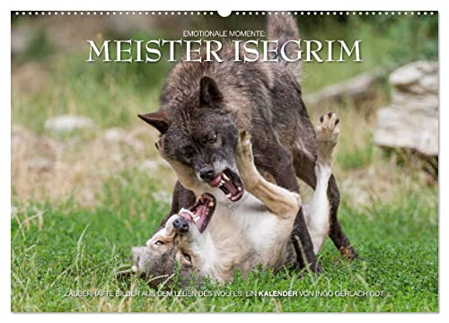 Meister Isegrim (Wandkalender 2025 DIN A2 quer), CALVENDO Monatskalender von CALVENDO