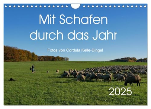 Mit Schafen durch das Jahr (Wandkalender 2025 DIN A4 quer), CALVENDO Monatskalender von CALVENDO