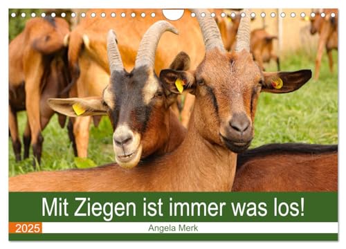 Mit Ziegen ist immer was los! (Wandkalender 2025 DIN A4 quer), CALVENDO Monatskalender von CALVENDO