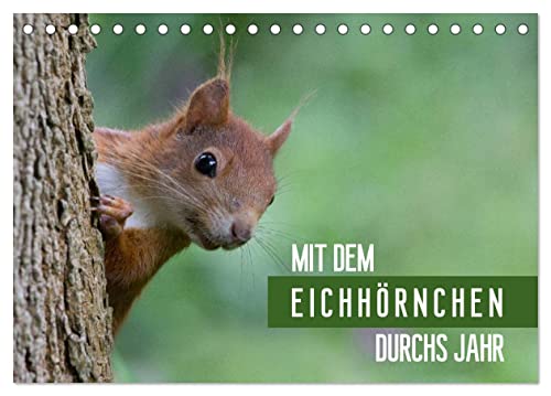Mit dem Eichhörnchen durchs Jahr (Tischkalender 2025 DIN A5 quer), CALVENDO Monatskalender von CALVENDO
