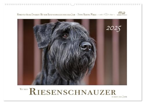Mit dem Riesenschnauzer durch das Jahr (Wandkalender 2025 DIN A2 quer), CALVENDO Monatskalender von CALVENDO