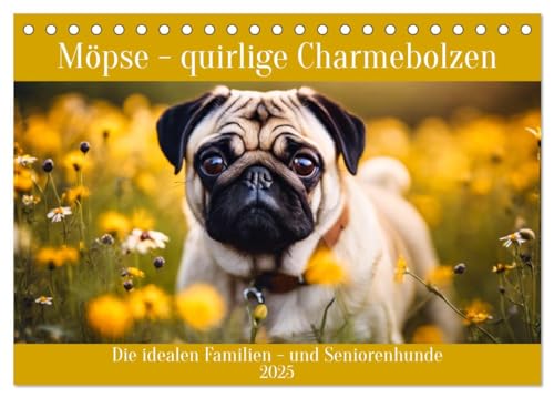 Möpse - quirlige Charmebolzen (Tischkalender 2025 DIN A5 quer), CALVENDO Monatskalender von CALVENDO