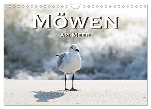 Möwen am Meer (Wandkalender 2025 DIN A4 quer), CALVENDO Monatskalender von CALVENDO