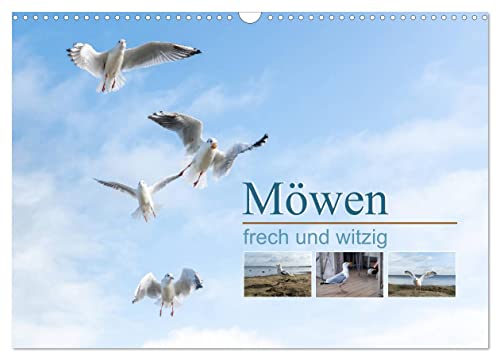 Möwen frech und witzig (Wandkalender 2025 DIN A3 quer), CALVENDO Monatskalender von CALVENDO