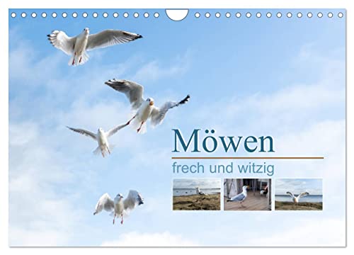 Möwen frech und witzig (Wandkalender 2025 DIN A4 quer), CALVENDO Monatskalender von CALVENDO