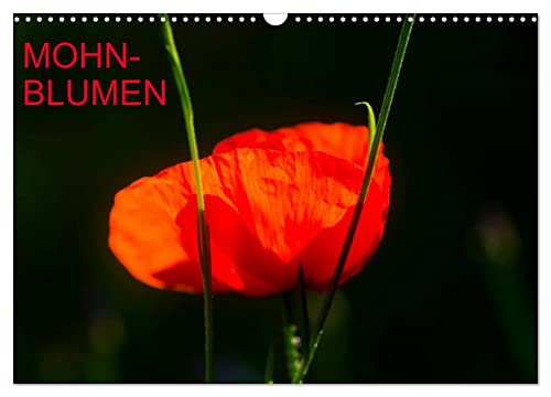 Mohnblumen (Wandkalender 2025 DIN A3 quer), CALVENDO Monatskalender