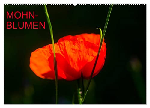 Mohnblumen (Wandkalender 2026 DIN A2 quer), CALVENDO Monatskalender von CALVENDO