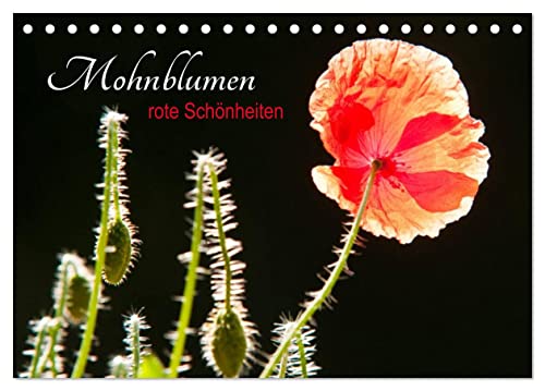 Mohnblumen - rote Schönheiten (Tischkalender 2025 DIN A5 quer), CALVENDO Monatskalender von CALVENDO