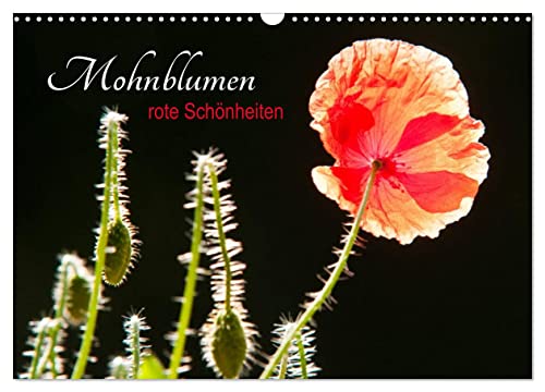 Mohnblumen - rote Schönheiten (Wandkalender 2026 DIN A3 quer), CALVENDO Monatskalender von CALVENDO