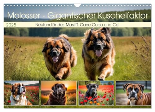 Molosser - Gigantischer Kuschelfaktor (Wandkalender 2025 DIN A3 quer), CALVENDO Monatskalender von CALVENDO