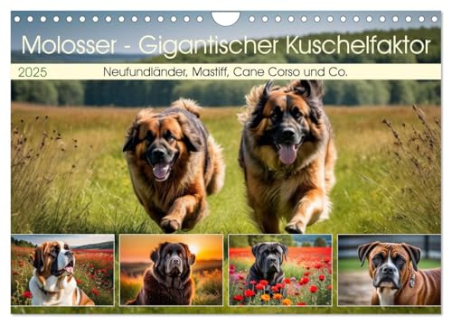 Molosser - Gigantischer Kuschelfaktor (Wandkalender 2025 DIN A4 quer), CALVENDO Monatskalender von CALVENDO
