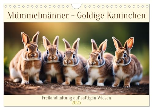 Mümmelmänner - Goldige Kaninchen (Wandkalender 2025 DIN A4 quer), CALVENDO Monatskalender von CALVENDO