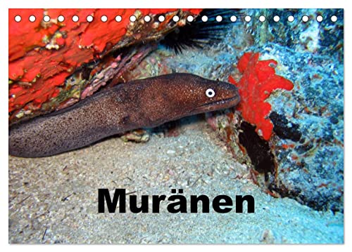Muränen (Tischkalender 2026 DIN A5 quer), CALVENDO Monatskalender: Muränen, faszinierende Fische ganz nah (CALVENDO Tiere) von CALVENDO