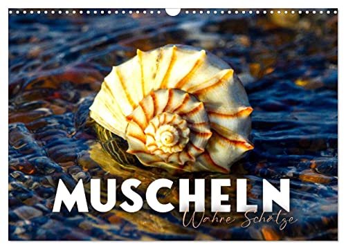 Muscheln - Wahre Schätze (Wandkalender 2025 DIN A3 quer), CALVENDO Monatskalender: Harte Schale aber ein weicher Kern. (CALVENDO Orte) von Calvendo