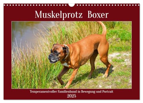 Muskelprotz Boxer (Wandkalender 2025 DIN A3 quer), CALVENDO Monatskalender von CALVENDO