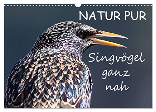NATUR PUR - Singvögel ganz nah (Wandkalender 2026 DIN A3 quer), CALVENDO Monatskalender: Heimische Singvögel ganz nah (CALVENDO Tiere) von CALVENDO