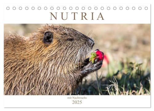 NUTRIA mit Nachwuchs (Tischkalender 2025 DIN A5 quer), CALVENDO Monatskalender von CALVENDO