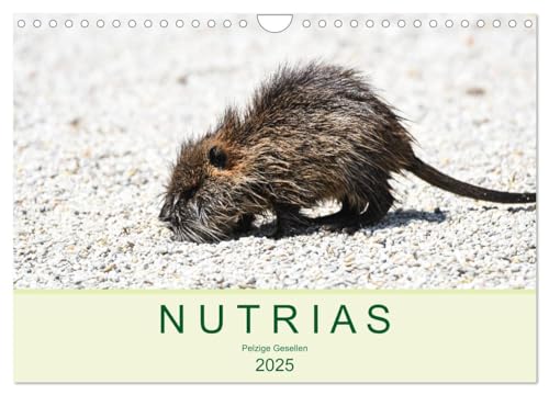 NUTRIAS - Pelzige Gesellen (Wandkalender 2025 DIN A4 quer), CALVENDO Monatskalender von CALVENDO
