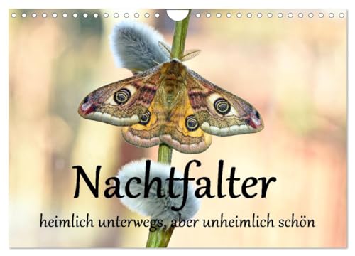 Nachtfalter - heimlich unterwegs, aber unheimlich schön (Wandkalender 2025 DIN A4 quer), CALVENDO Monatskalender von CALVENDO