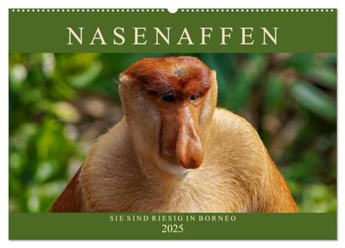 Nasenaffen von Borneo (Wandkalender 2025 DIN A2 quer), CALVENDO Monatskalender von CALVENDO
