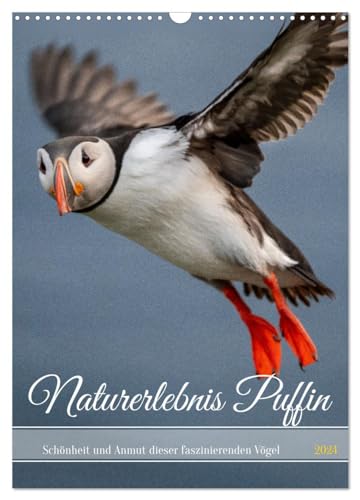 Naturerlebnis Puffin (Wandkalender 2024 DIN A3 hoch), CALVENDO Monatskalender