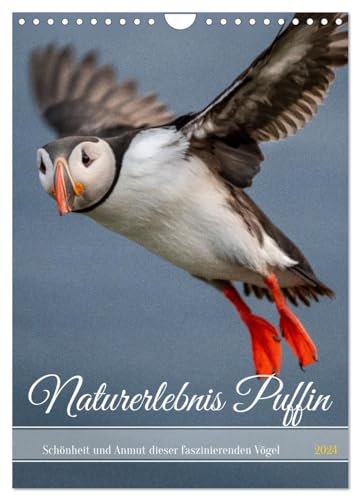 Naturerlebnis Puffin (Wandkalender 2024 DIN A4 hoch), CALVENDO Monatskalender