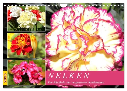 Nelken. Die Rückkehr der vergessenen Schönheiten (Wandkalender 2025 DIN A4 quer), CALVENDO Monatskalender von CALVENDO