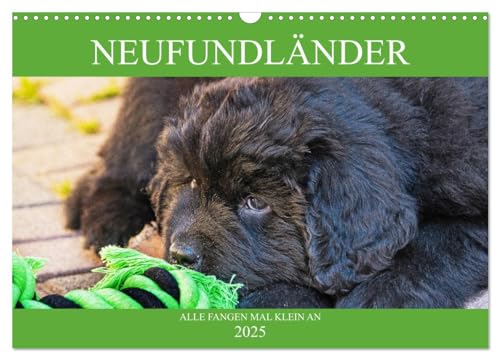 Neufundländer - Alle fangen mal klein an (Wandkalender 2025 DIN A3 quer), CALVENDO Monatskalender von CALVENDO