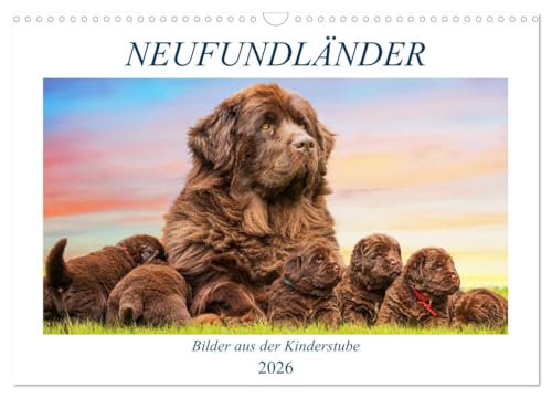Neufundländer - Bilder aus der Kinderstube (Wandkalender 2026 DIN A3 quer), CALVENDO Monatskalender von CALVENDO