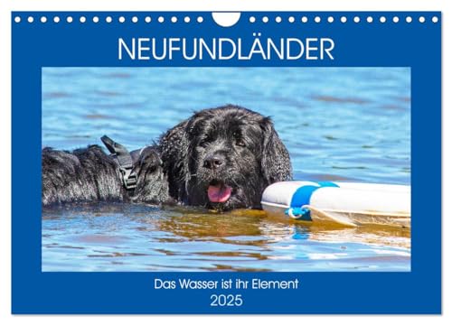 Neufundländer - Das Wasser ist ihr Element (Wandkalender 2025 DIN A4 quer), CALVENDO Monatskalender von CALVENDO