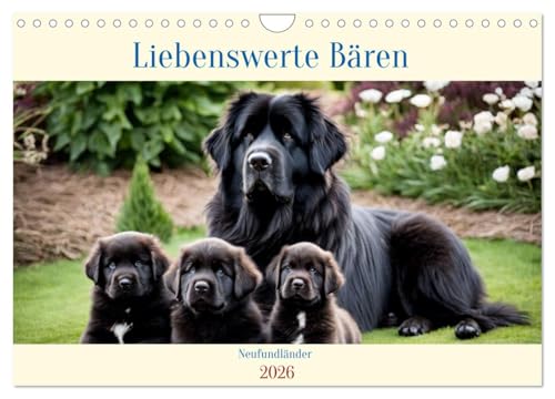 Neufundländer - Liebenswerte Bären (Wandkalender 2026 DIN A4 quer), CALVENDO Monatskalender von CALVENDO