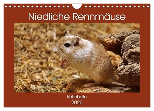 Niedliche Rennmäuse (Wandkalender 2026 DIN A4 quer), CALVENDO Monatskalender: Possierliche Heimtiere (CALVENDO Tiere) von Calvendo