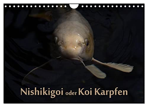 Nishikigoi oder Koi Karpfen (Wandkalender 2025 DIN A4 quer), CALVENDO Monatskalender von CALVENDO