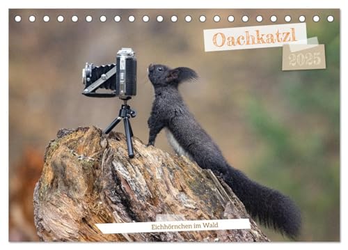 Oachkatzl (Tischkalender 2025 DIN A5 quer), CALVENDO Monatskalender: Oachkatzl (CALVENDO Tiere) von Calvendo