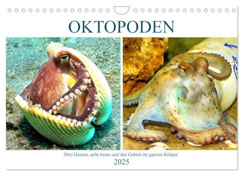 Oktopoden. Drei Herzen, acht Arme und das Gehirn im ganzen Körper (Wandkalender 2025 DIN A4 quer), CALVENDO Monatskalender von CALVENDO