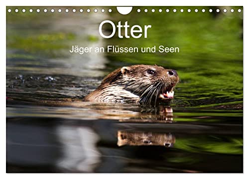 Otter - Jäger an Flüssen und Seen (Wandkalender 2025 DIN A4 quer), CALVENDO Monatskalender: Otter - geschickte Jäger im Wasser (CALVENDO Tiere) von Calvendo