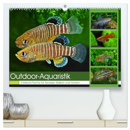 Outdoor-Aquaristik (hochwertiger Premium Wandkalender 2025 DIN A2 quer), Kunstdruck in Hochglanz: Freiland-Fische für Terrasse, Balkon und Garten (CALVENDO Tiere) von Calvendo